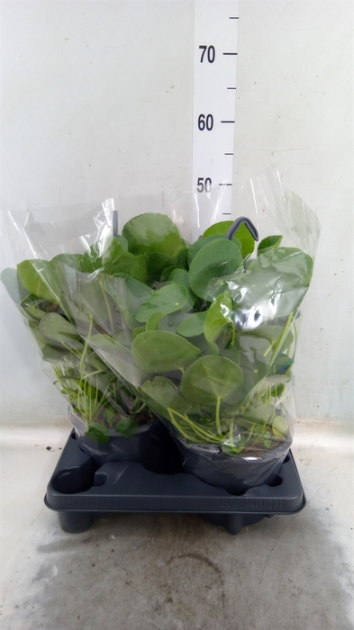 <h4>Pilea peperomoides</h4>