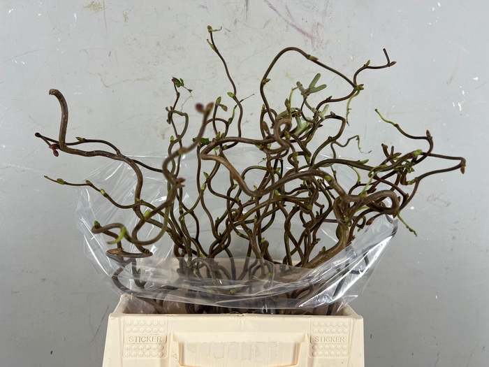 <h4>Corylus (1-Jarig)</h4>