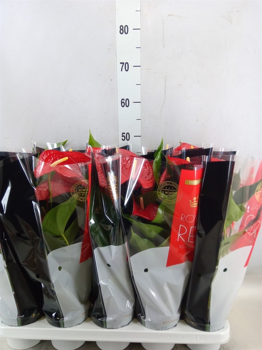 <h4>Anthurium andr. 'Querida'</h4>