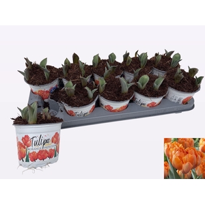 TUL DU ORAN PRINCESS