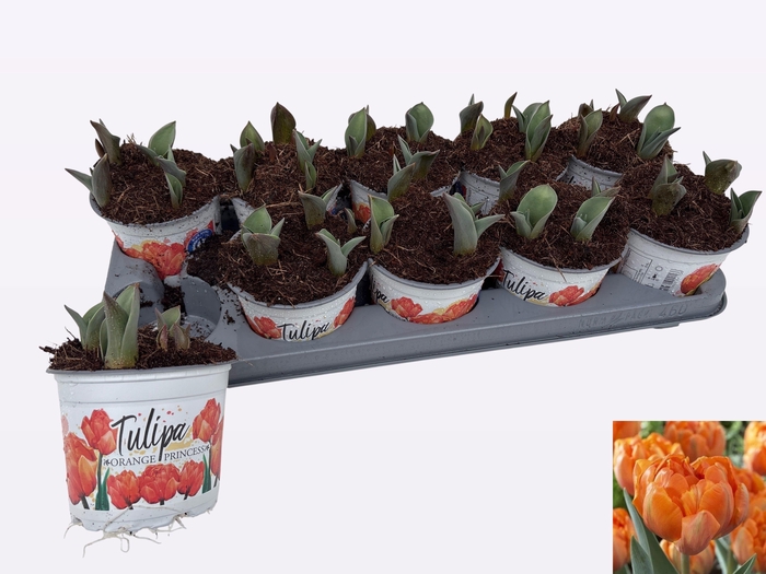 <h4>TUL DU ORAN PRINCESS</h4>