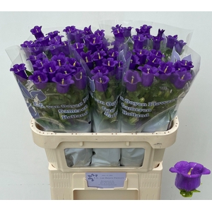 Campanula Champion Blue Ooijen