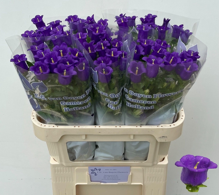 <h4>Campanula Champion Blue Ooijen</h4>