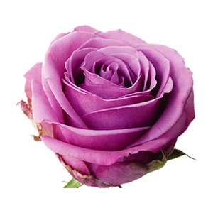 ROSA COOL WATER 040 CM ESTUFA