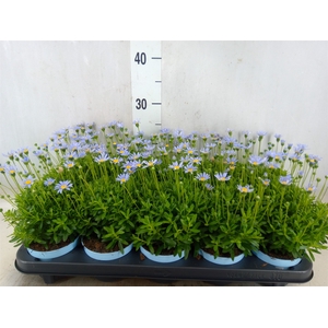 Felicia amell. 'Felicitara Blue'