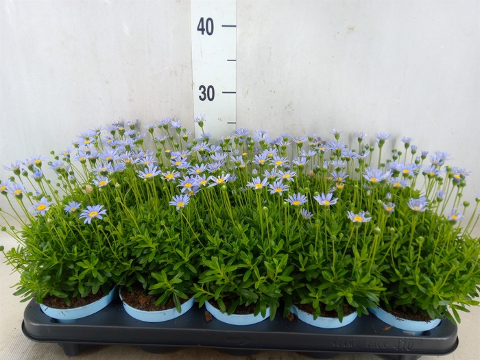 <h4>Felicia amell. 'Felicitara Blue'</h4>