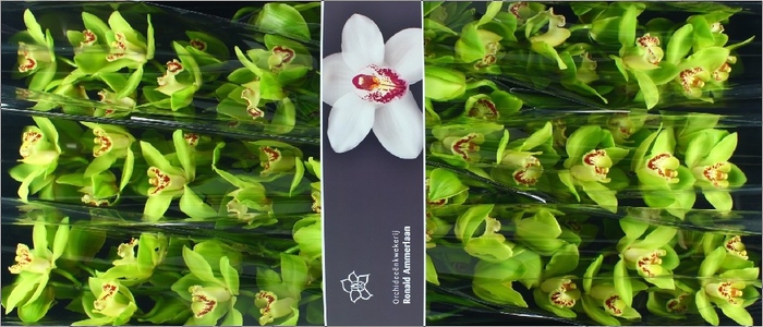 <h4>Cymbidium Noah Doos</h4>