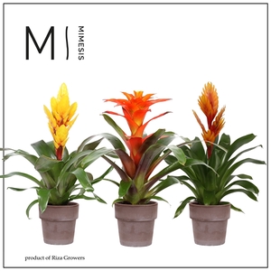 Mimesis Bromelia Green - 13 cm in Toscana