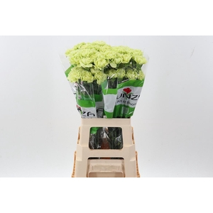 Di St Marty/ Donker Groen