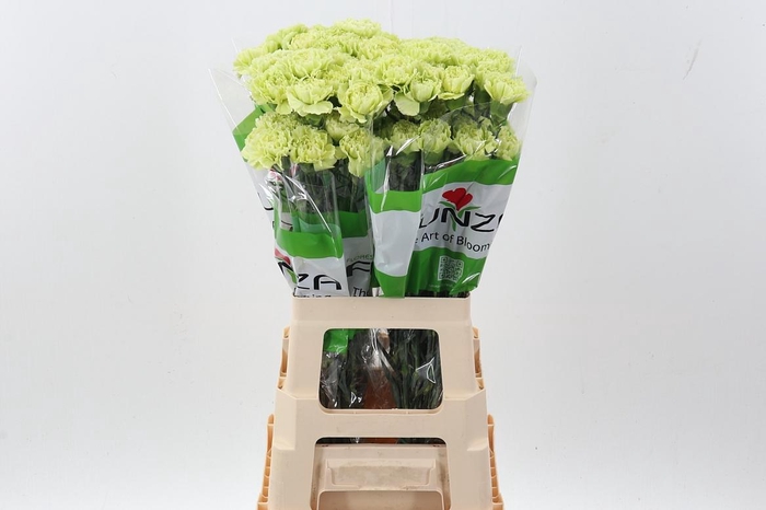 <h4>Di St Marty/ donker groen</h4>