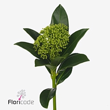 .Skimmia japonica white globe