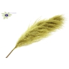 Pampas grass ± 175cm p/pc in poly yellow