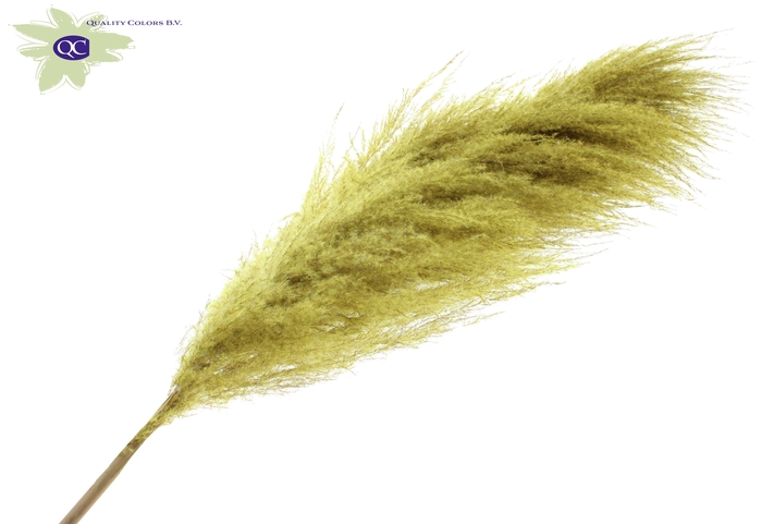 <h4>Pampas grass ± 175cm p/pc in poly yellow</h4>