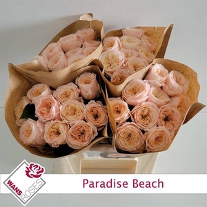 R KL PARADISE BEACH