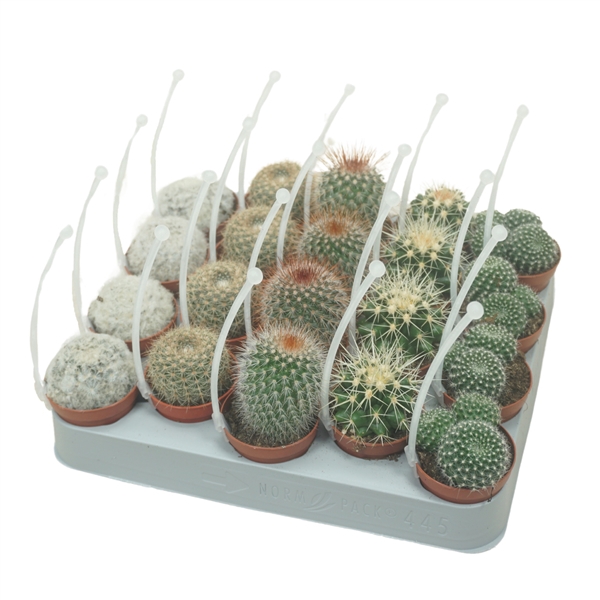 <h4>Bolcactus mix 5,5 cm met picker</h4>