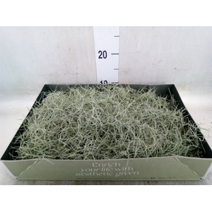 Tillandsia usneoides