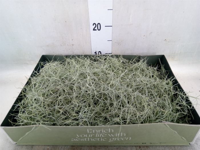 <h4>Tillandsia usneoides</h4>