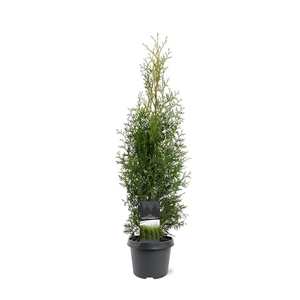 Thuja occidentalis 'King of Brabant' (pbr)