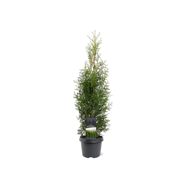 <h4>Thuja occidentalis 'King of Brabant' (pbr)</h4>