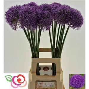 Allium Globemaster