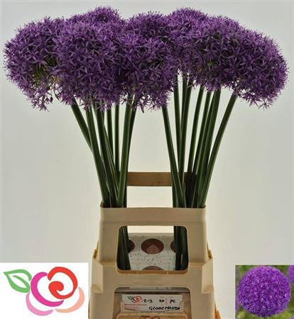 <h4>Allium Globemaster</h4>
