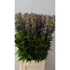 Aconitum Arendsii