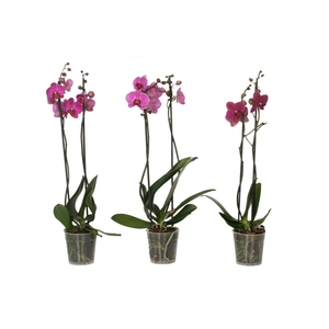 Phal Paars 2T14+