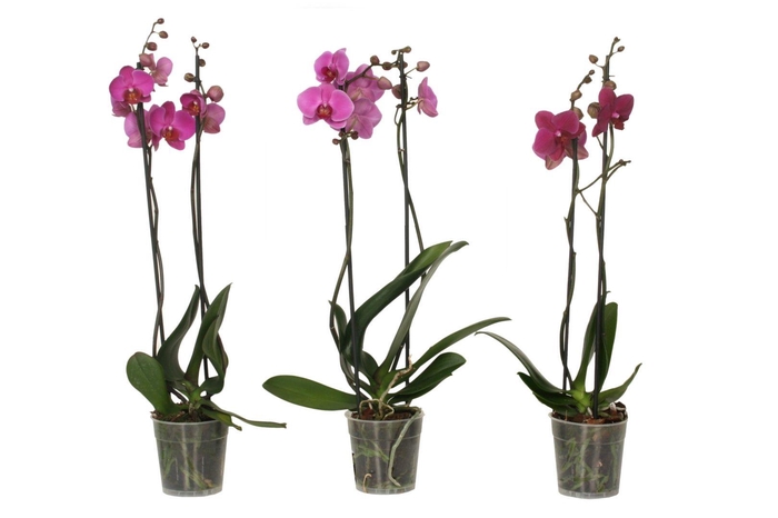 <h4>Phal Paars 2T14+</h4>