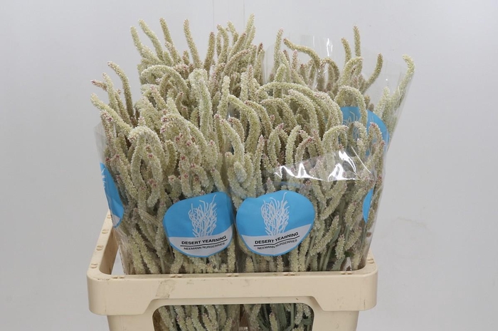 <h4>Amaranthus Yearming Desert</h4>