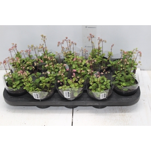 KALANCHOE WENDY P11