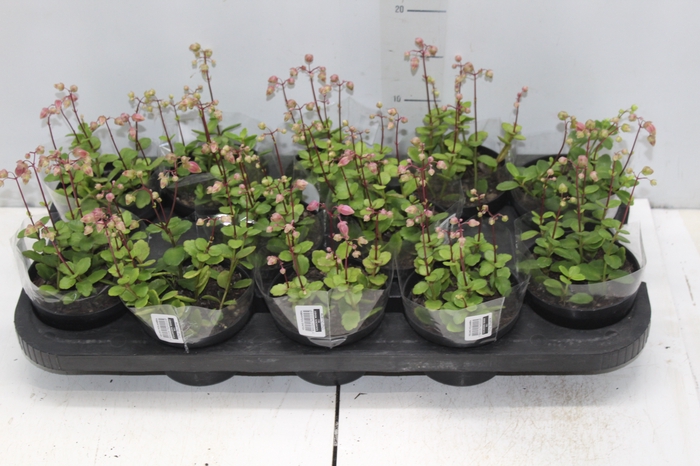 <h4>KALANCHOE WENDY P11</h4>
