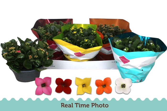 <h4>KAL EN GEM 5 KL</h4>