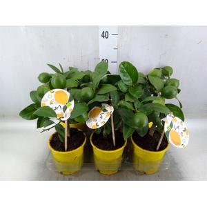 Citrus meyeri 'Meyer'