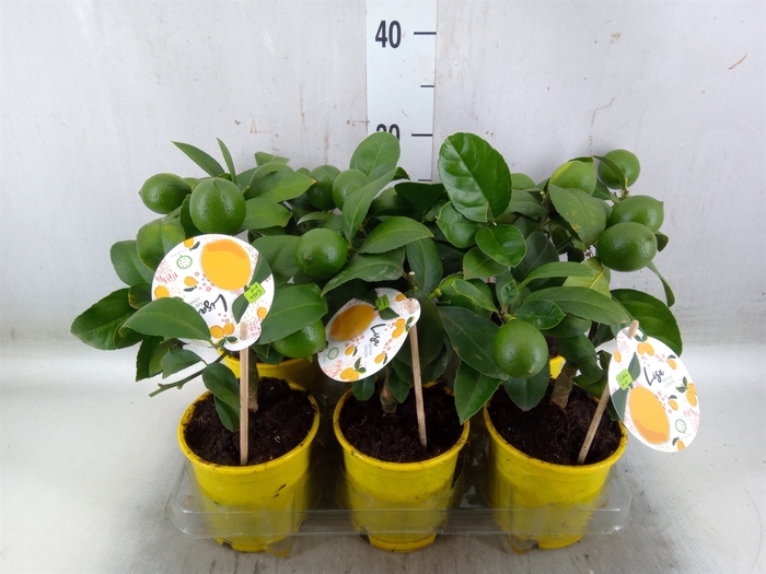 <h4>Citrus meyeri 'Meyer'</h4>