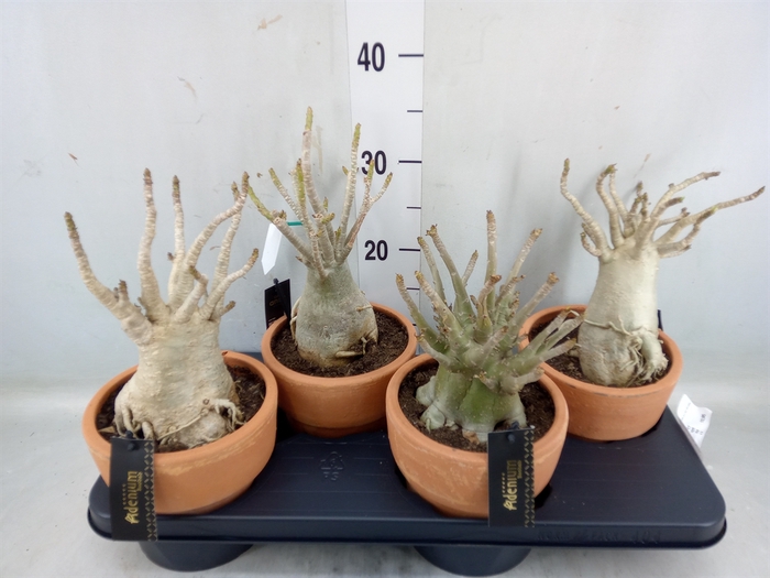 <h4>Adenium NB 'Ansu Baobab'</h4>