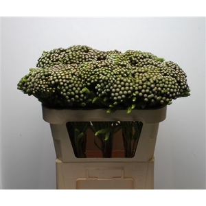 Kaaps Brunia Albiflora Medium