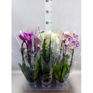 Phalaenopsis  'Elegant Cascade'