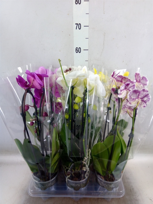 <h4>Phalaenopsis  'Elegant Cascade'</h4>