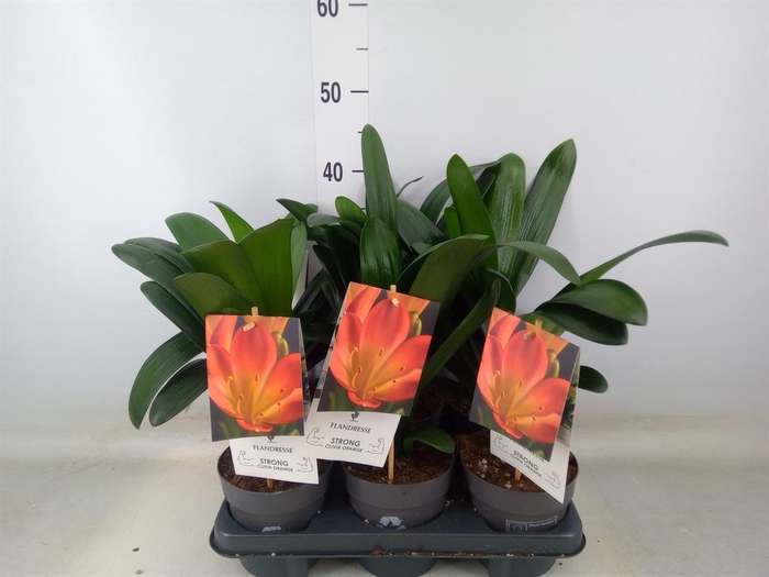 <h4>Clivia miniata</h4>