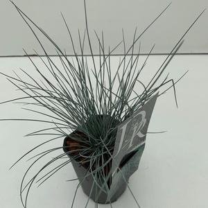 Festuca glauca