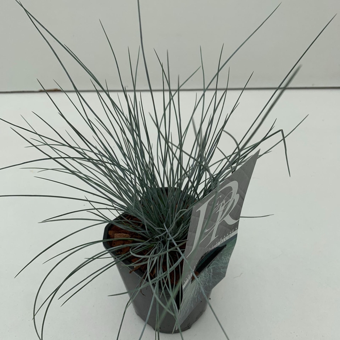 <h4>Festuca glauca</h4>