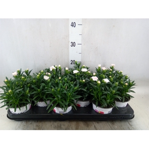 Dianthus  'Oscar White'