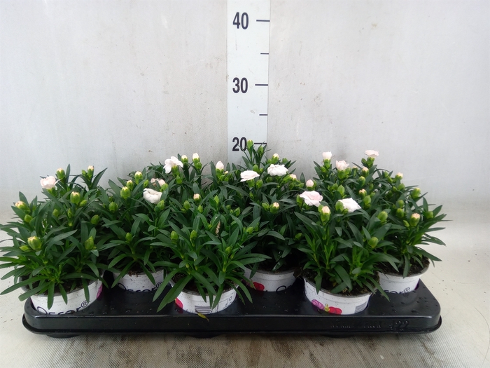 <h4>Dianthus  'Oscar White'</h4>