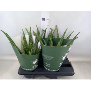 Aloe  'Tropical'