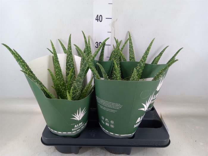 <h4>Aloe  'Tropical'</h4>