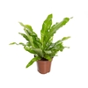 ASPLENIUM CROCODILO P12