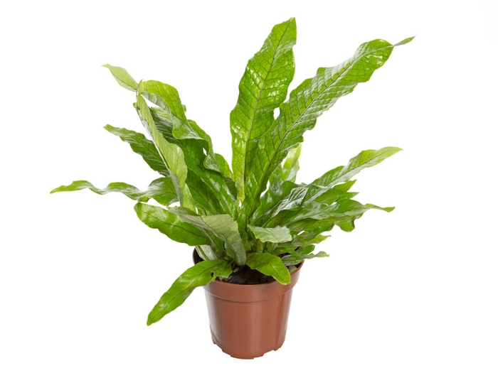 ASPLENIUM CROCODILO P12