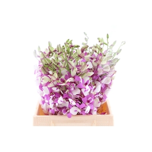 Dendro Shavin Pink Sg