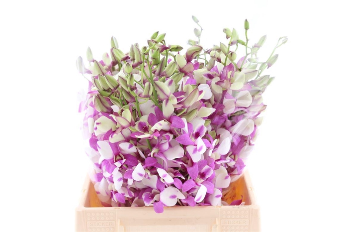 <h4>Dendro Shavin Pink Sg</h4>