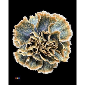 Dianthus St Gothic Orange